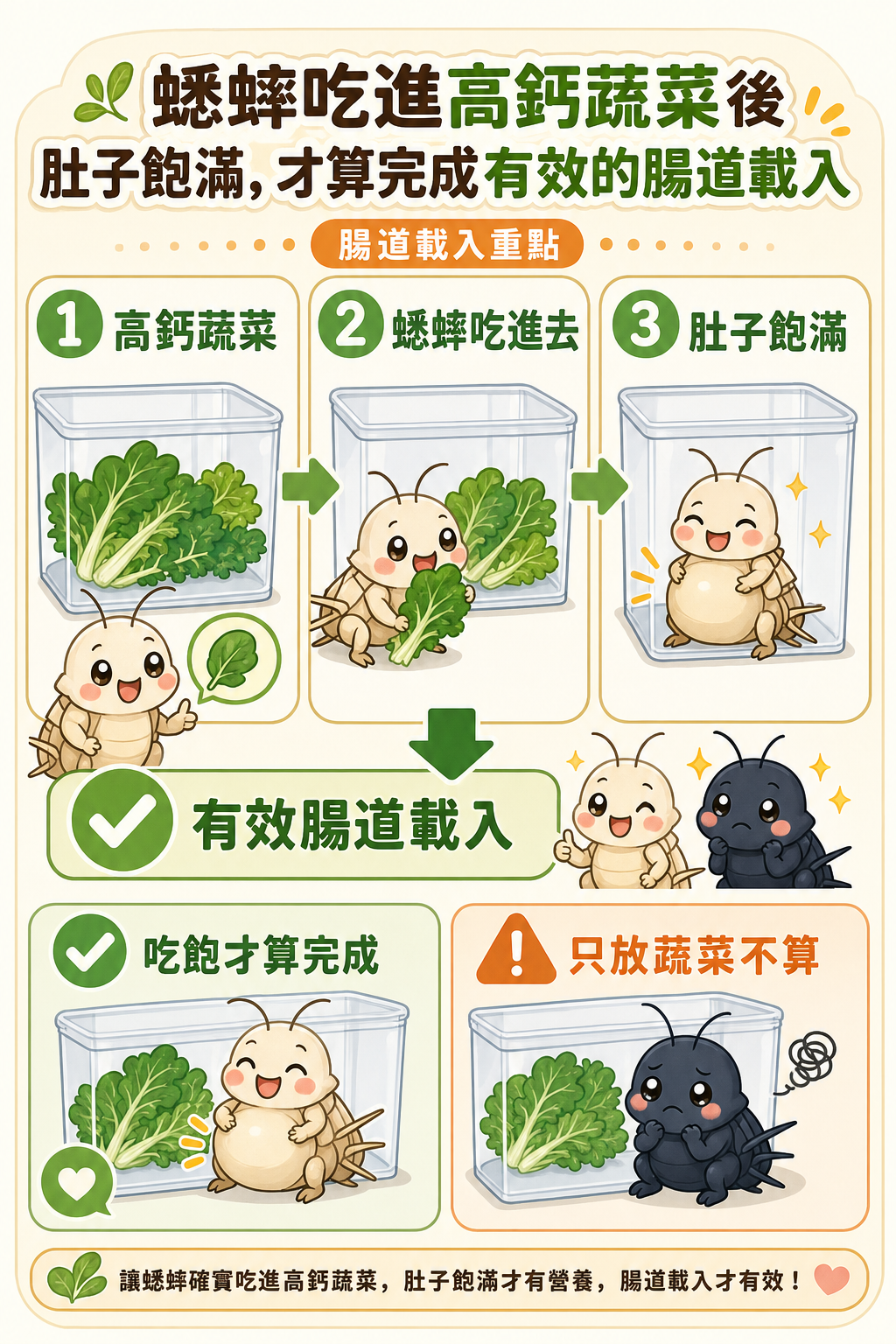 蟋蟀吃進高鈣蔬菜後肚子飽滿，才算完成有效的腸道載入