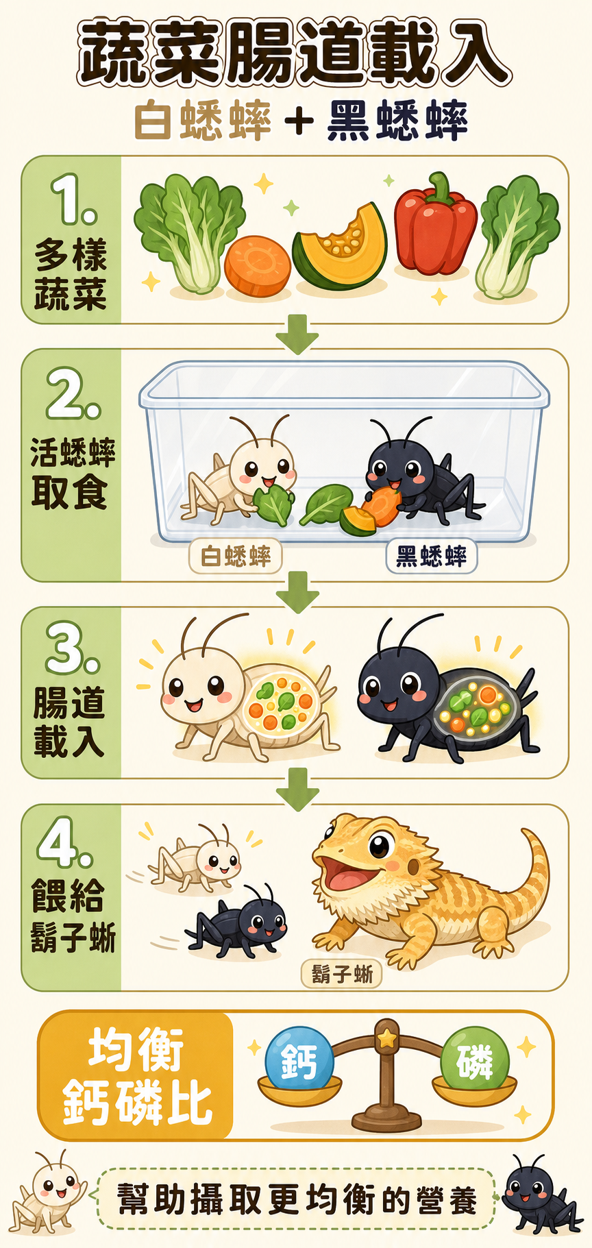 讓白蟋蟀和黑蟋蟀吃多樣蔬菜進行腸道載入，是幫鬍子蜥攝取均衡鈣磷比的有效方式