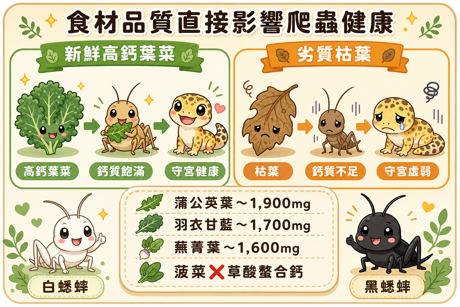 腸道載入食材好壞一眼看穿：蟋蟀吃了新鮮葉菜後活力飽滿地餵給爬蟲，吃了劣質枯葉則無法帶入有效鈣質，選材差距直接影響爬蟲健康