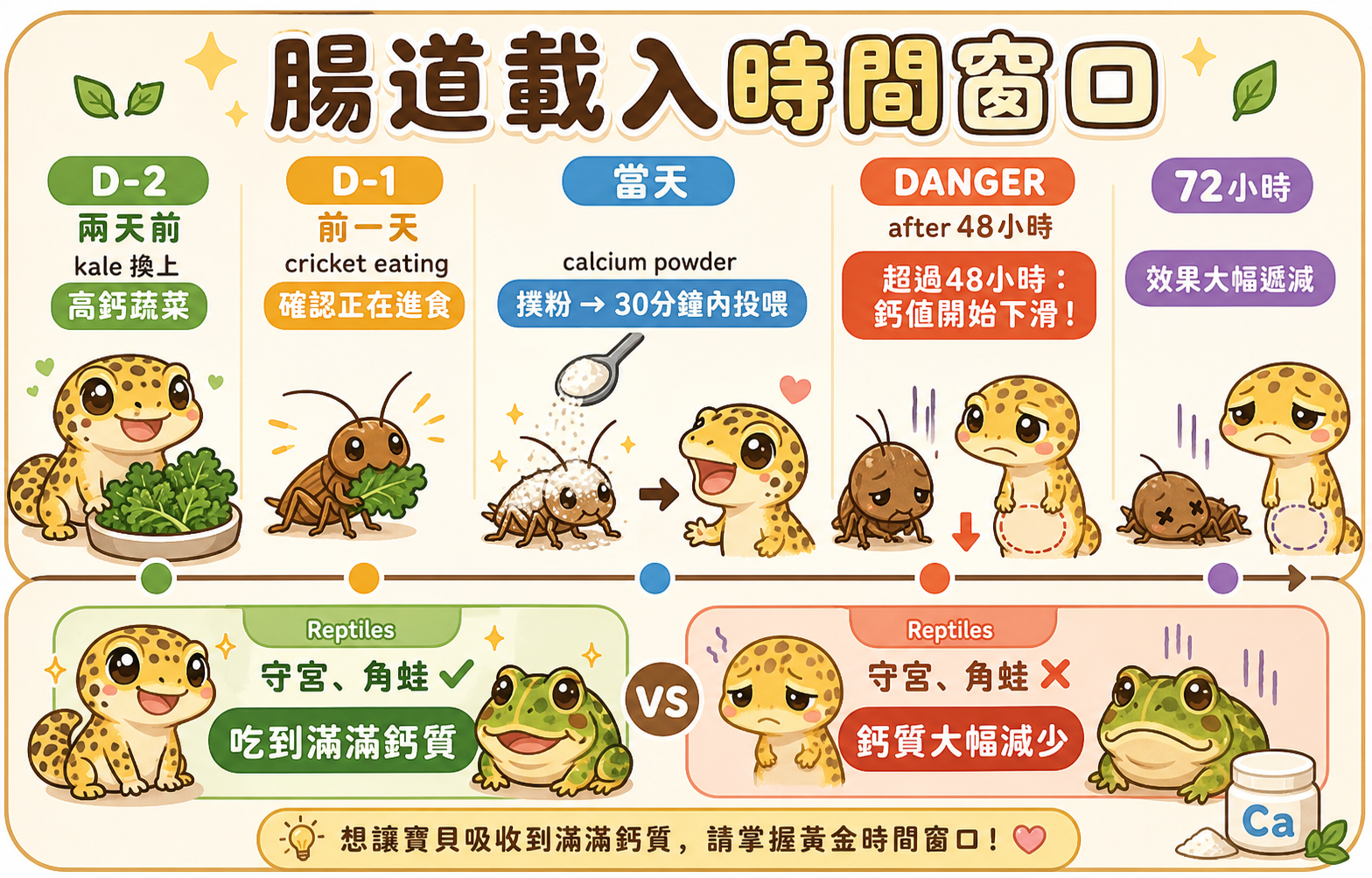 蟋蟀吃進高鈣蔬菜後飽滿的腸道是腸道載入成功的關鍵，但超過 48 小時後鈣值開始下滑，守宮、角蛙最終吃到的鈣質也大幅減少