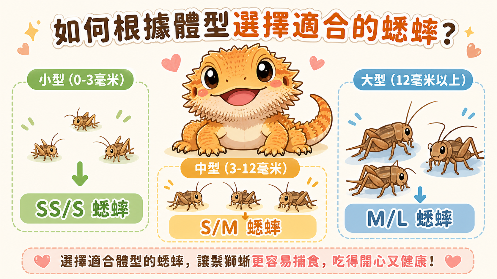 鬃獅蜥餵食說明 2
