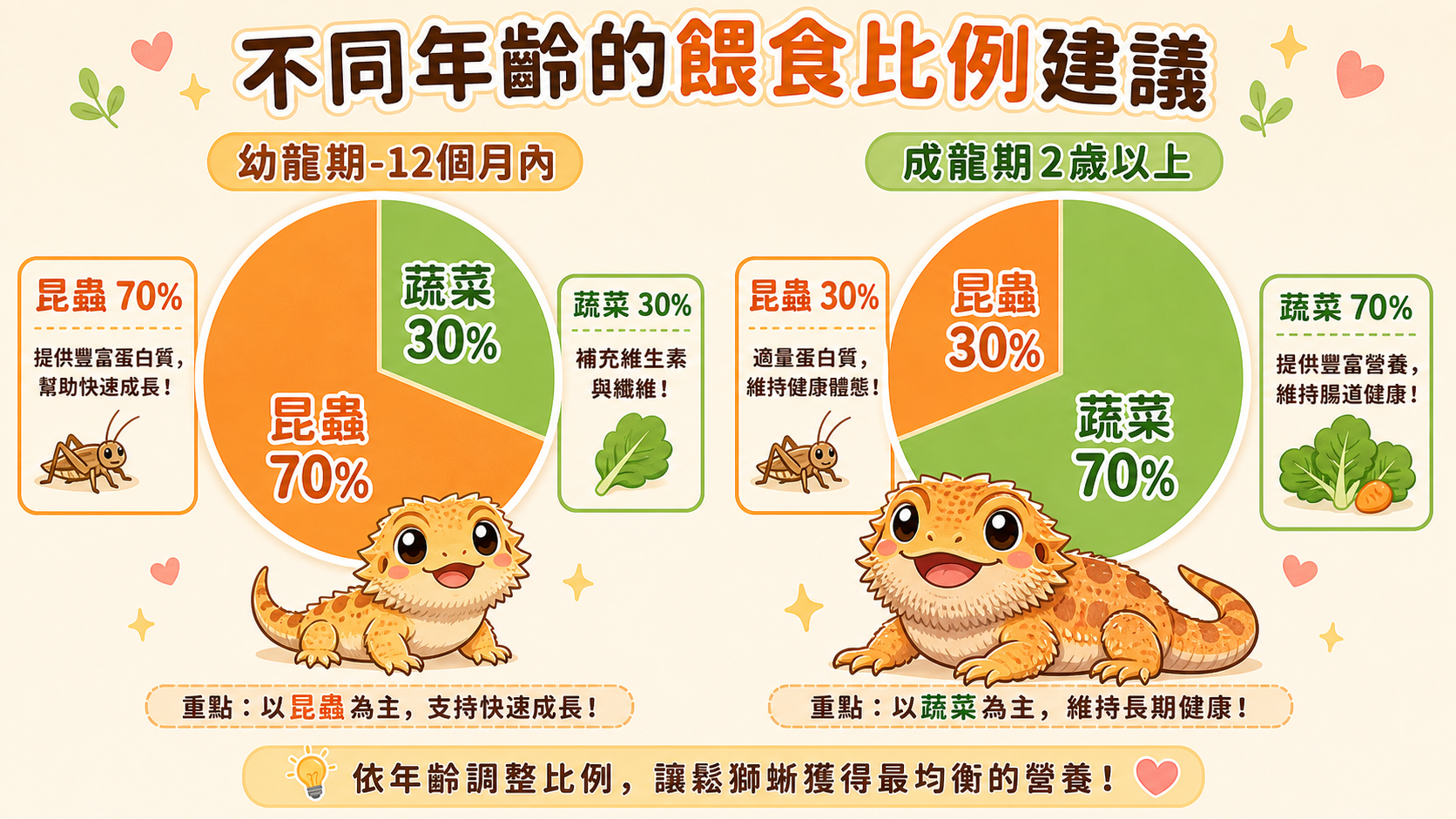 鬃獅蜥餵食說明 3