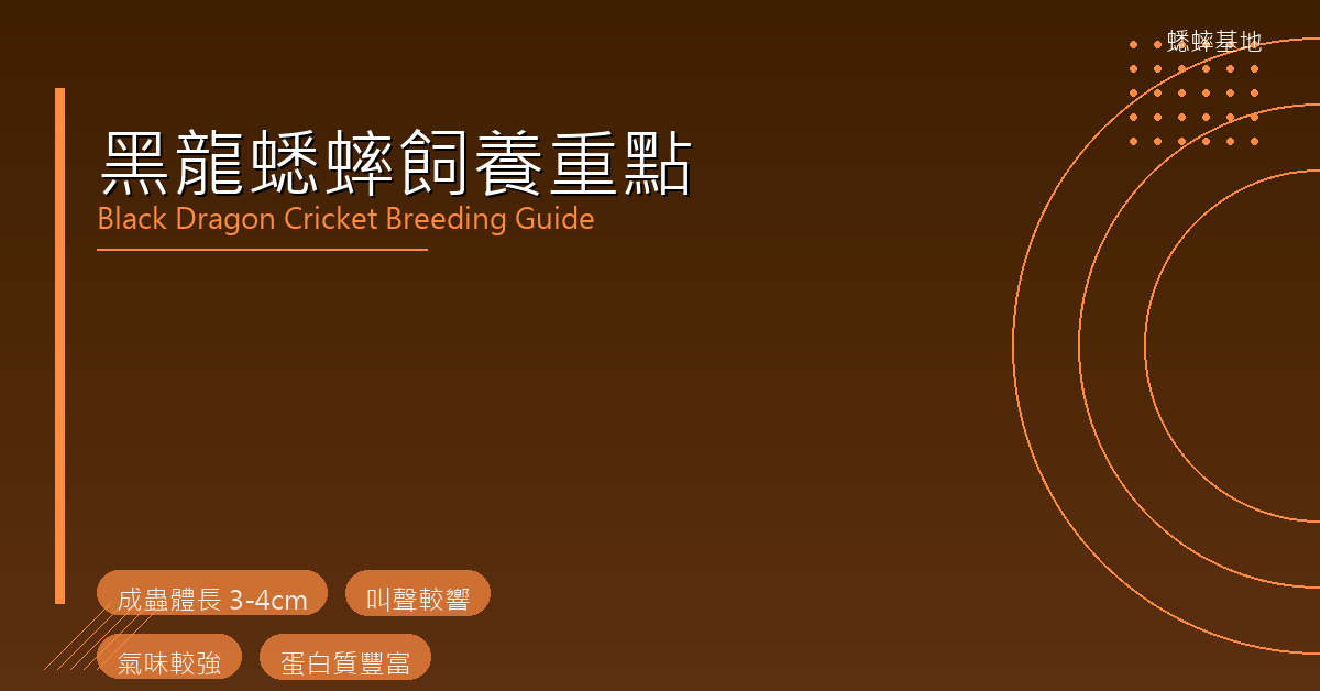 黑龍蟋蟀完整飼養與餵食指南：與黑蟋蟀、白蟋蟀有什麼不同？