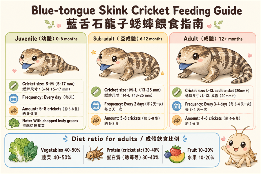 藍舌石龍子蟋蟀餵食對照表：幼體每天5-8隻S蟋蟀、亞成體每兩天5-8隻M、成體每3-4天4-6隻L