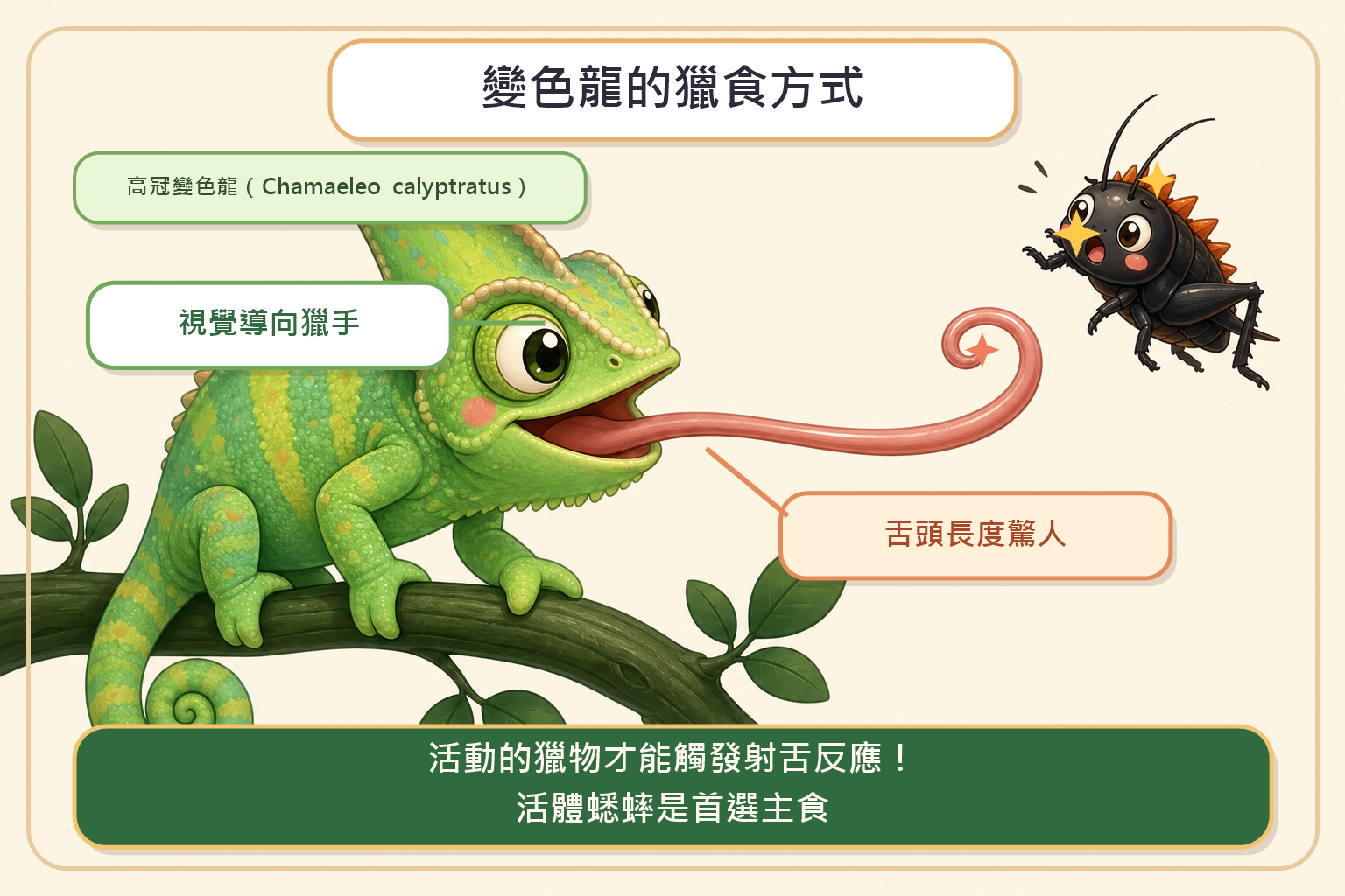 高冠變色龍伸出舌頭捕食飛行中的蟋蟀，展示射舌獵食動作