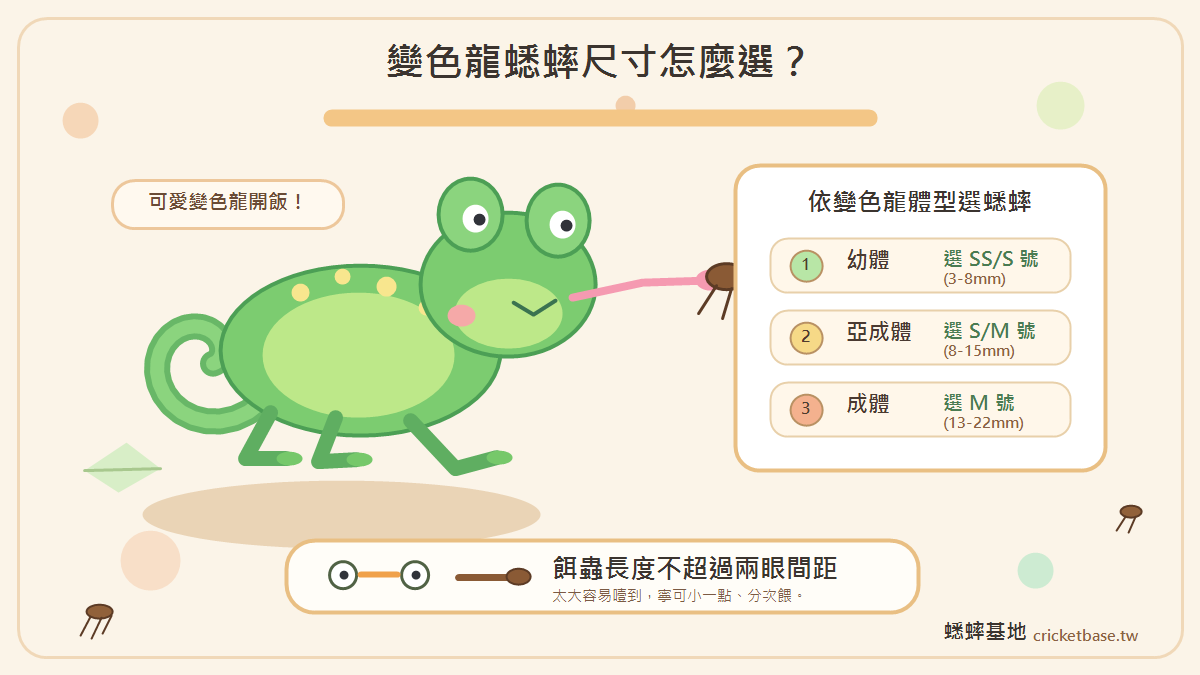 手持透明容器輕搖，讓蟋蟀均勻沾附白色鈣粉的撲鈣操作示意