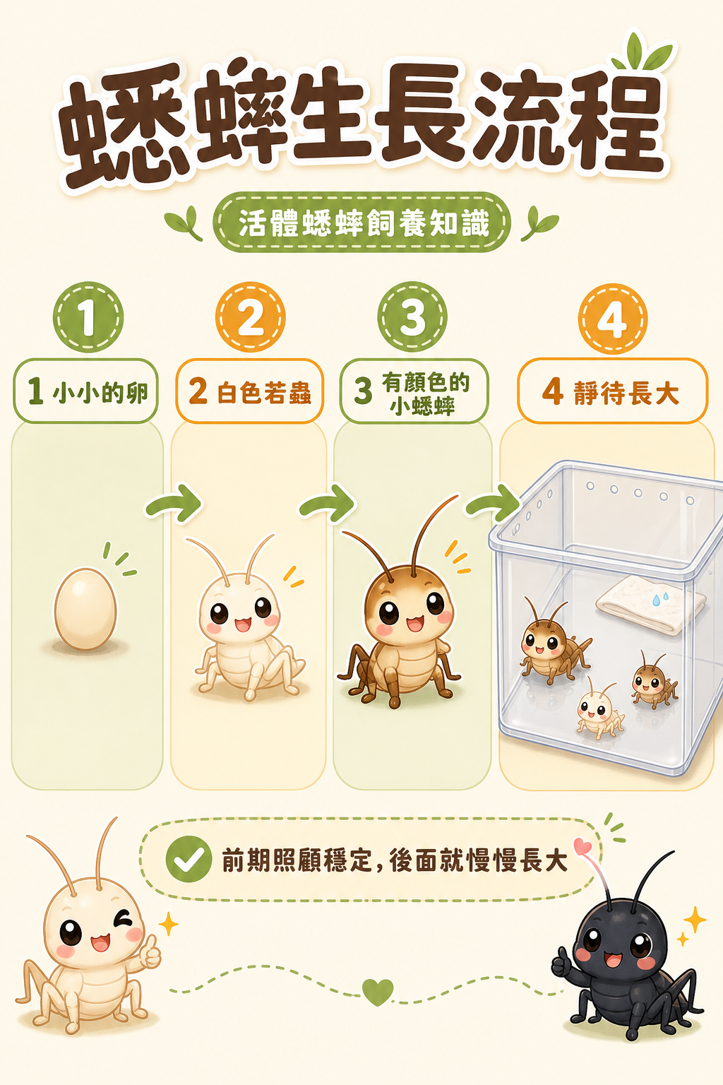 蟋蟀的生長流程：一粒小小的卵，破殼後先是懵懵懂懂的白色若蟲，再慢慢發育成有顏色的小蟋蟀——只要前期沒出差錯，接下來就是靜待牠們長大。