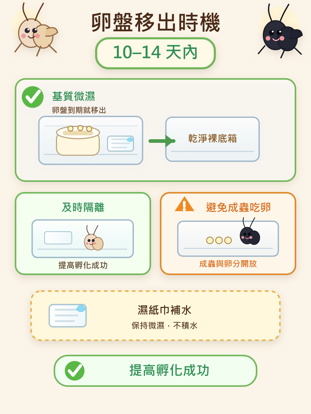 卵盤要在 10–14 天內移出是成功孵化的重要時機點：基質保持微濕、及時隔離，才能避免成蟲把卵吃掉。