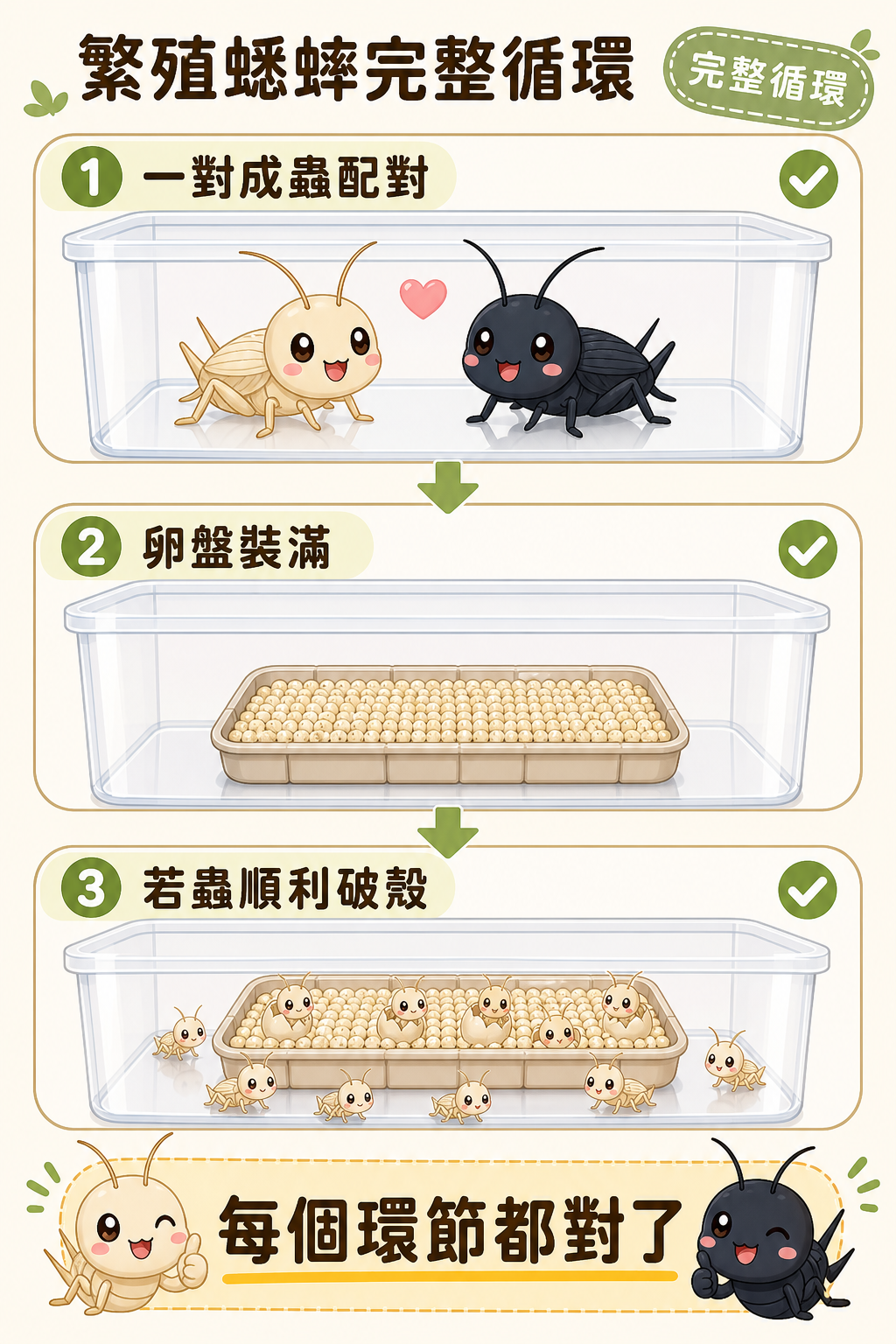 繁殖蟋蟀的完整循環：一對成蟲配對，到卵盤裝滿，再到若蟲順利破殼，每個環節都對了，才會有這樣的結果。