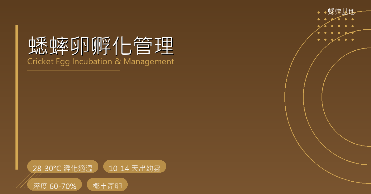 蟋蟀卵期照顧指南：產卵箱設置、孵化率提升與常見失敗原因