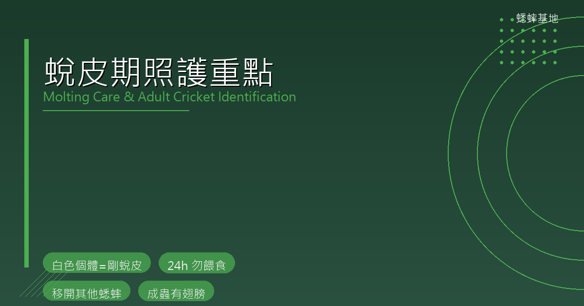 蟋蟀羽化完成怎麼看？翅膀發育、成蟲辨識與後羽化管理