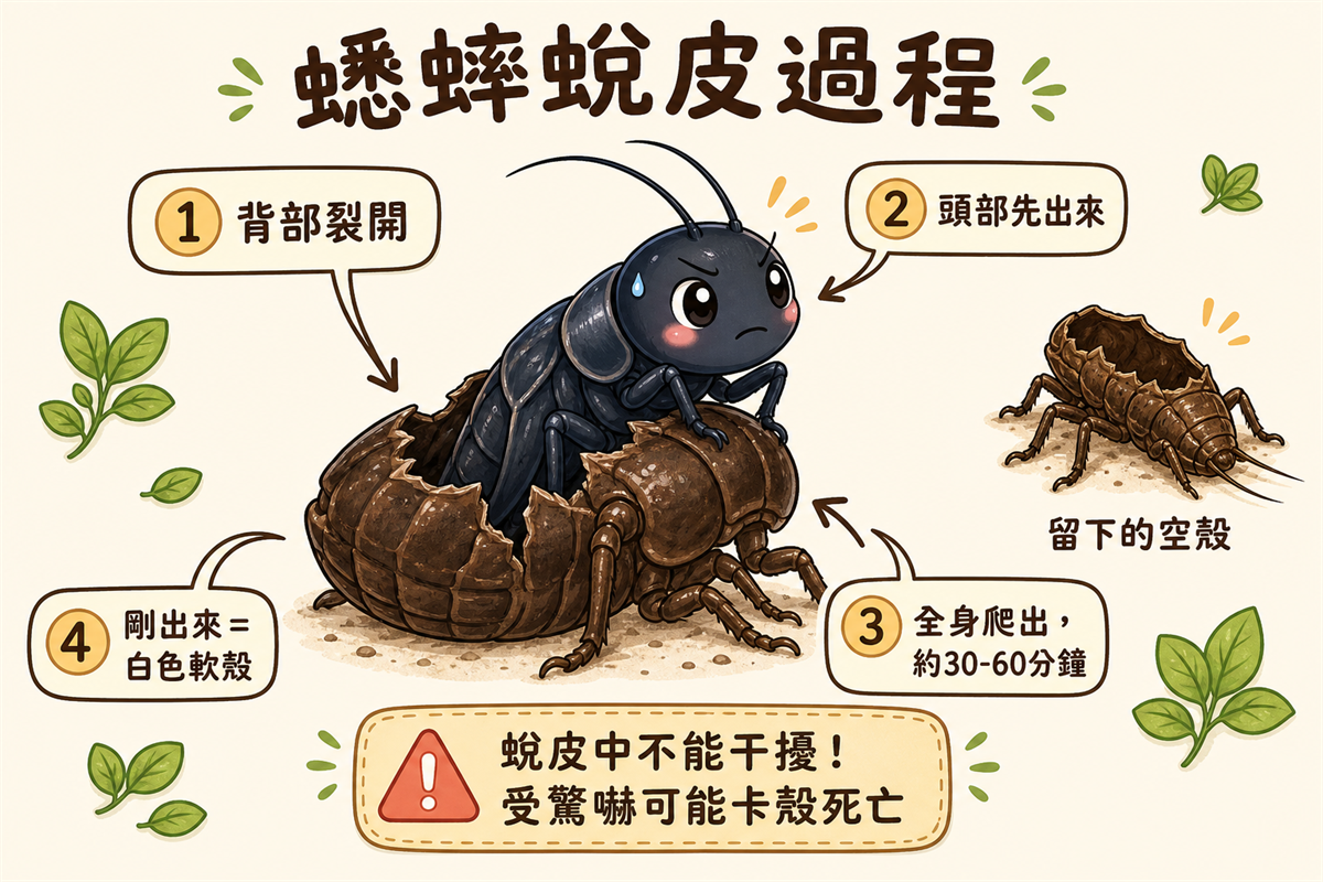 蟋蟀蛻皮時會先停食縮起來，再從背部裂開舊殼、慢慢把整個身體爬出來；整個過程通常不到兩小時，期間絕對不能干擾牠。
