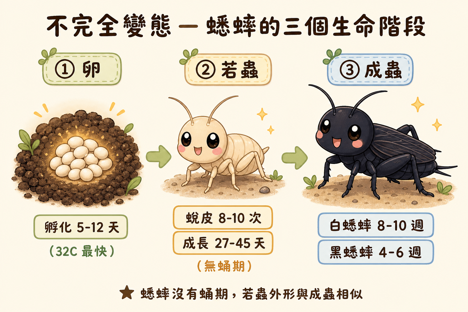 蟋蟀屬不完全變態，一生只有卵、若蟲、成蟲三個階段，沒有蛹期；蛻皮是若蟲期間重複 8–10 次（白蟋蟀固定 8 次、黑蟋蟀約 8–10 次）的生長過程，不是獨立的生命階段。