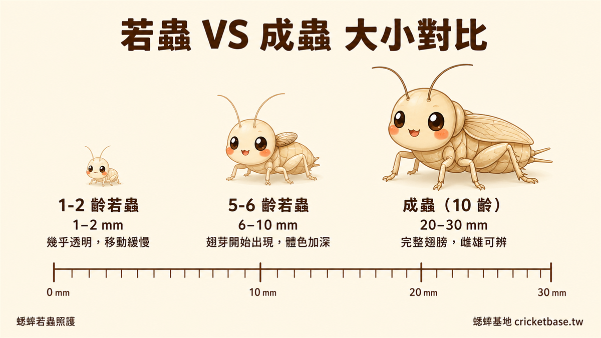 若蟲 VS 成蟲大小對比