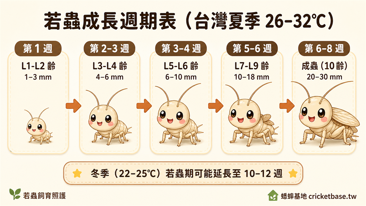 若蟲成長週期表（台灣夏季 26–32°C）