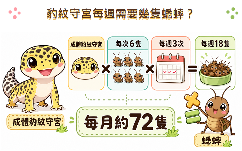 豹紋守宮每週需要幾隻蟋蟀：計算表