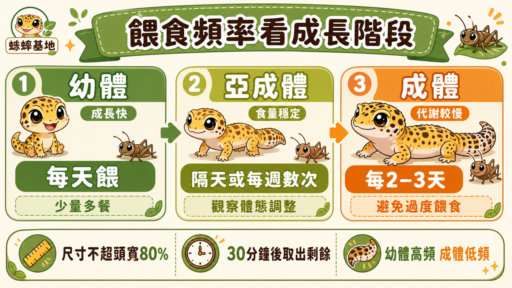 爬蟲餵食頻率與蟋蟀尺寸對照：從幼體到成體的完整時間表