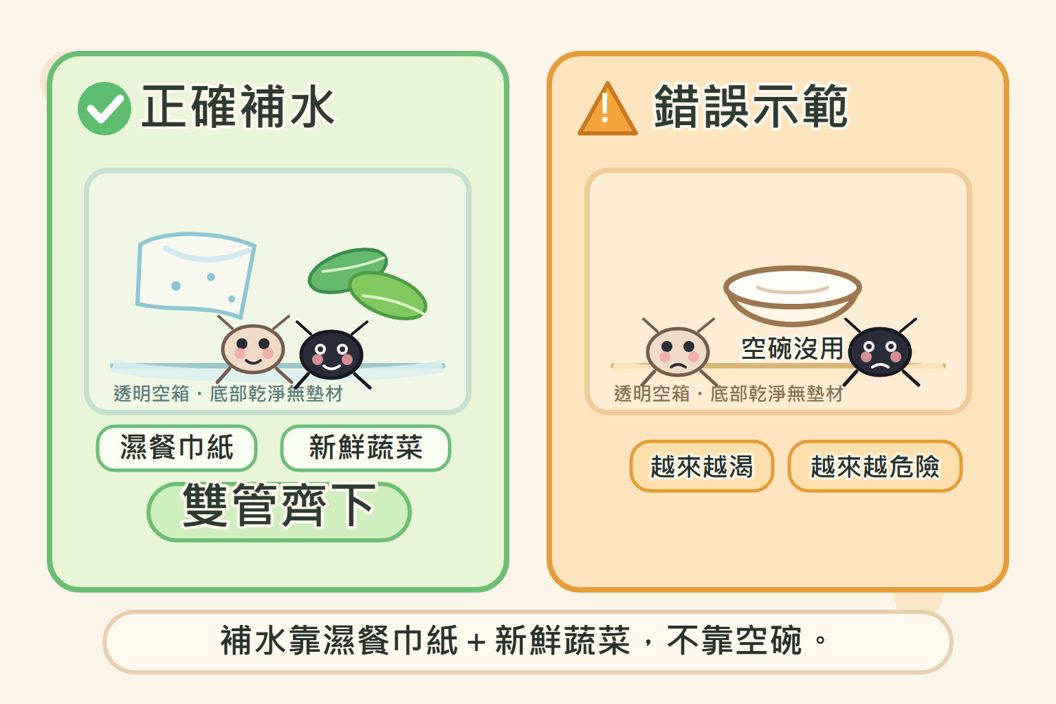 濕餐巾紙加新鮮蔬菜雙管齊下讓蟋蟀補水,什麼都不放的空碗只會讓牠越來越渴、越來越危險