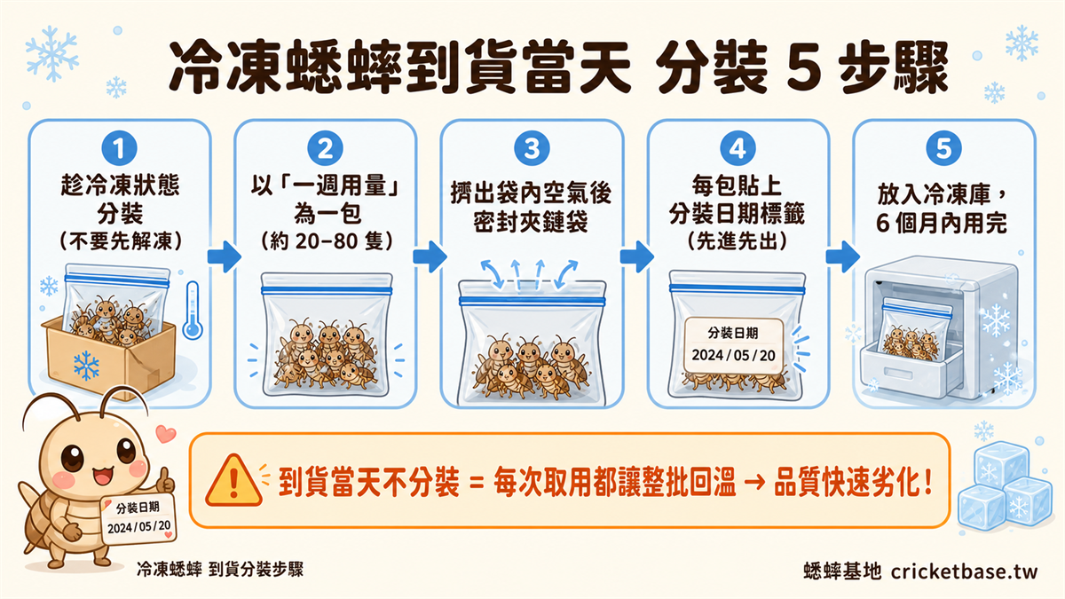 冷凍蟋蟀到貨當天 分裝 5 步驟