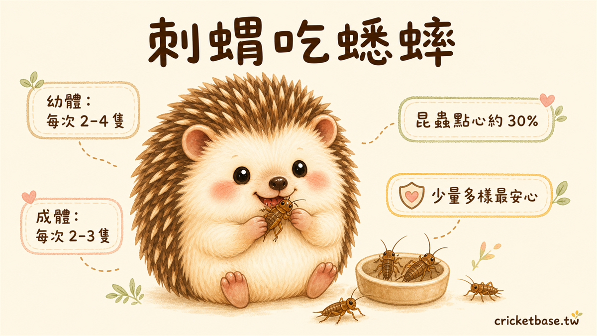 刺蝟蟋蟀餵食建議：每週2-3次，成體每次2-4隻，幼體每次1-2隻，昆蟲佔飲食比例不超過30%
