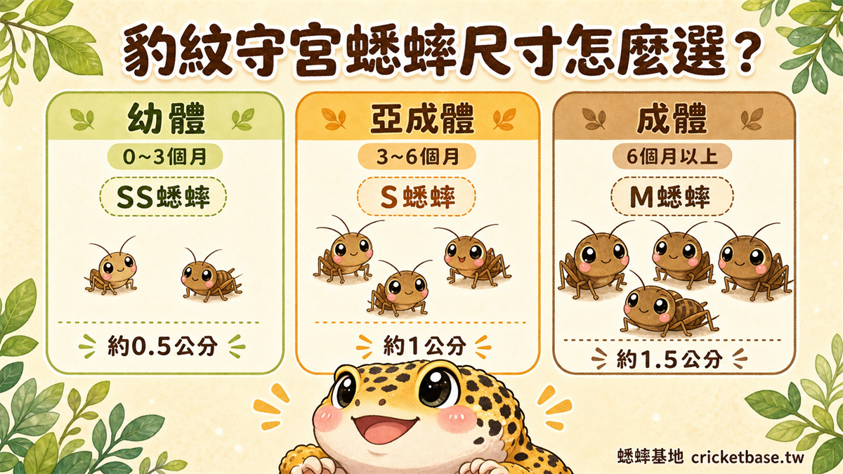 豹紋守宮蟋蟀尺寸選擇對照表，依幼體、亞成體、成體月齡列出建議尺寸