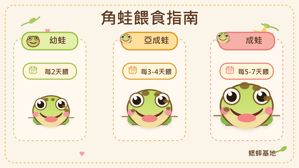 角蛙餵食說明 3