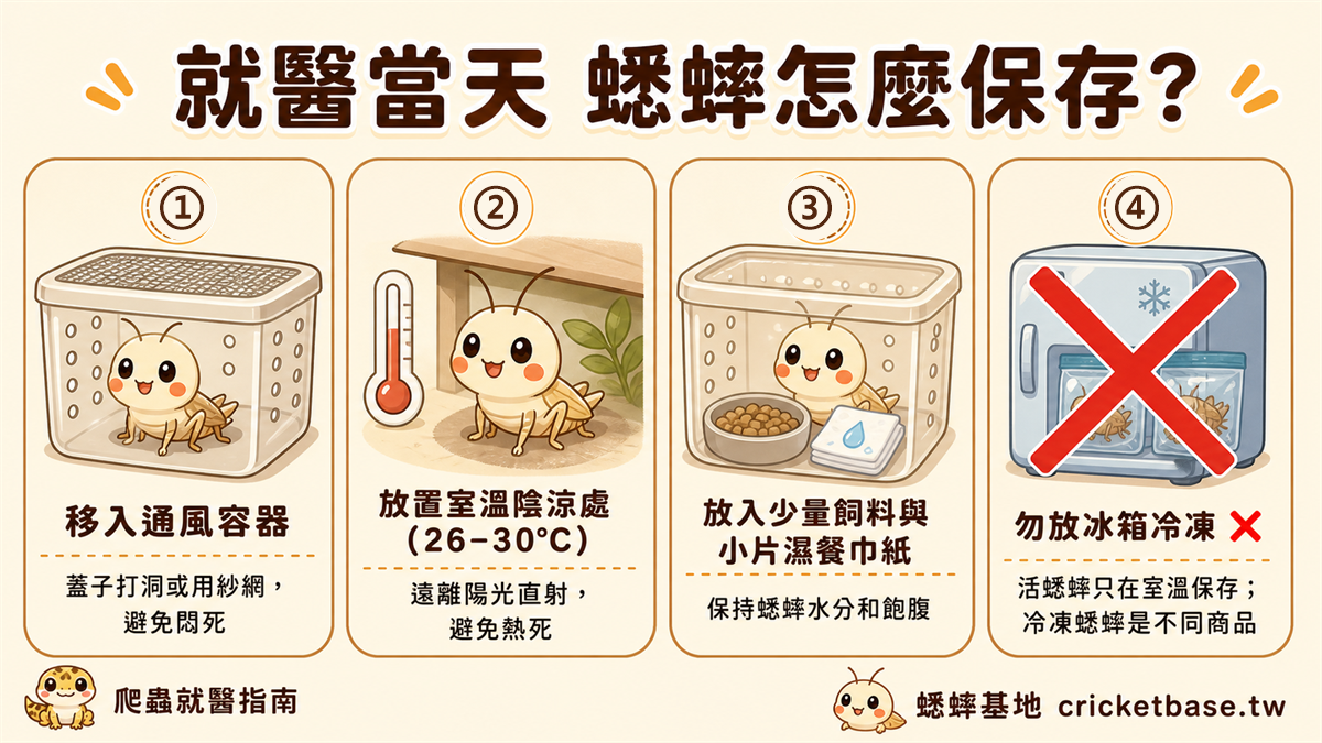 就醫當天蟋蟀隔離保存指南
