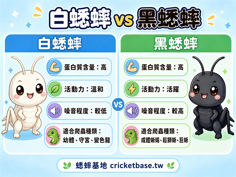 白蟋蟀和黑蟋蟀,到底該選哪種?