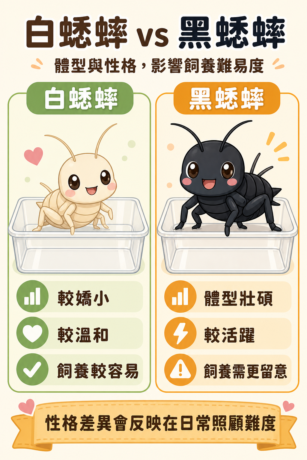 白蟋蟀較嬌小溫和、黑蟋蟀體型壯碩,兩者的性格差異也直接反映在日常飼養的難易度上。