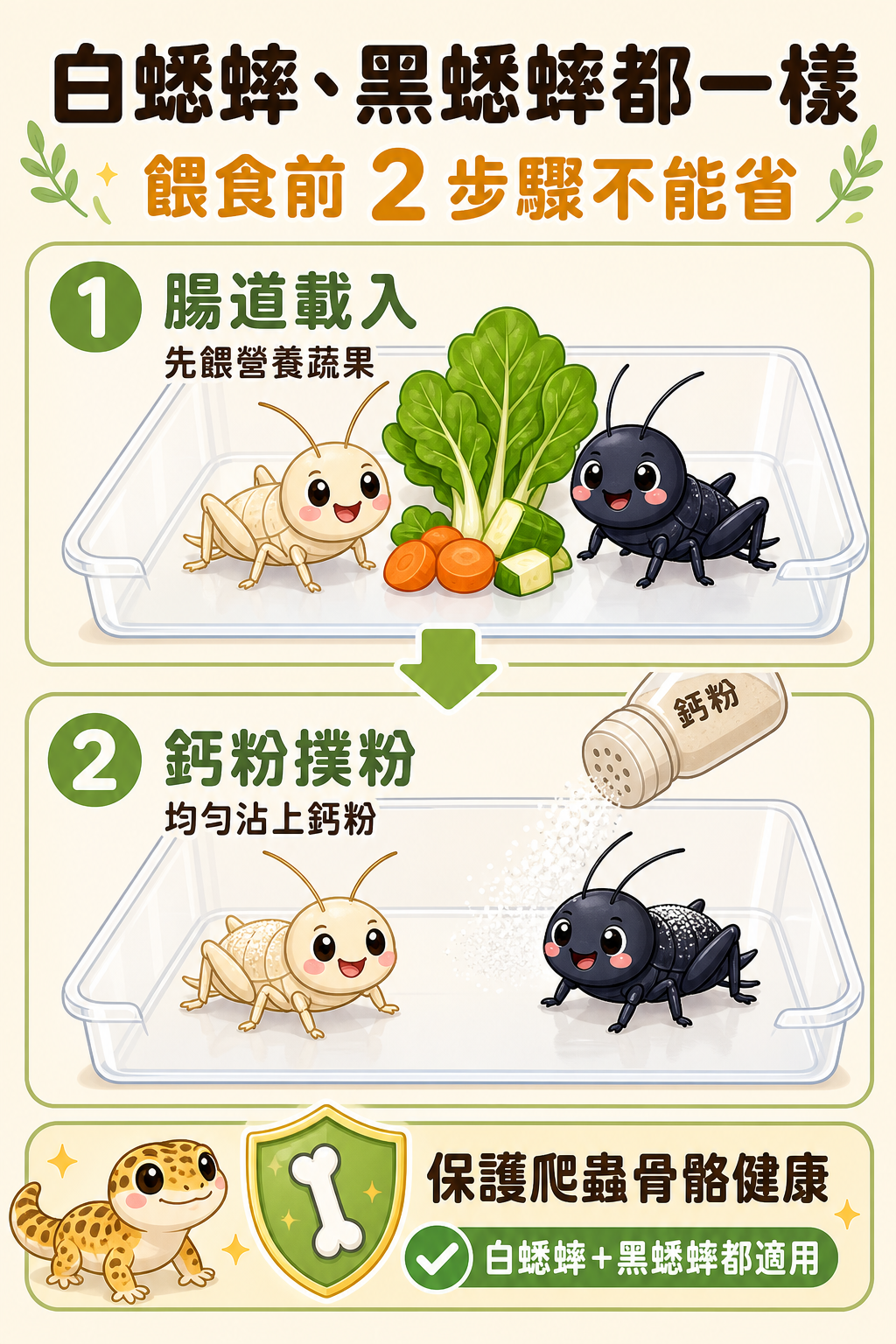 不管是白蟋蟀還是黑蟋蟀,餵食前的腸道載入和鈣粉撲粉都不能省,這是保護爬蟲骨骼健康最基本的步驟。