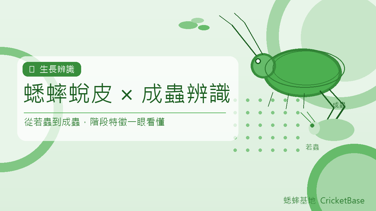 蟋蟀羽化完成怎麼看？翅膀發育、成蟲辨識與後羽化管理