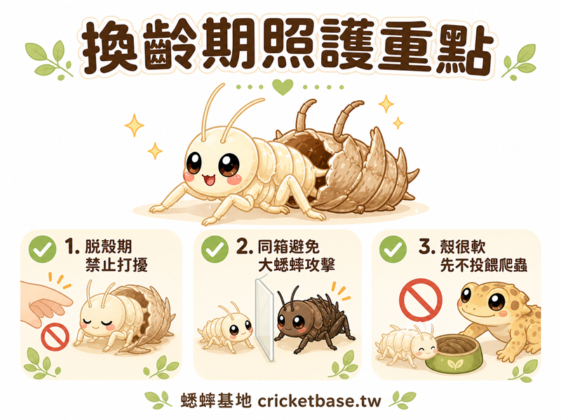 蟋蟀換齡期照護完整指南：脫殼時最脆弱，飼主這樣做才對