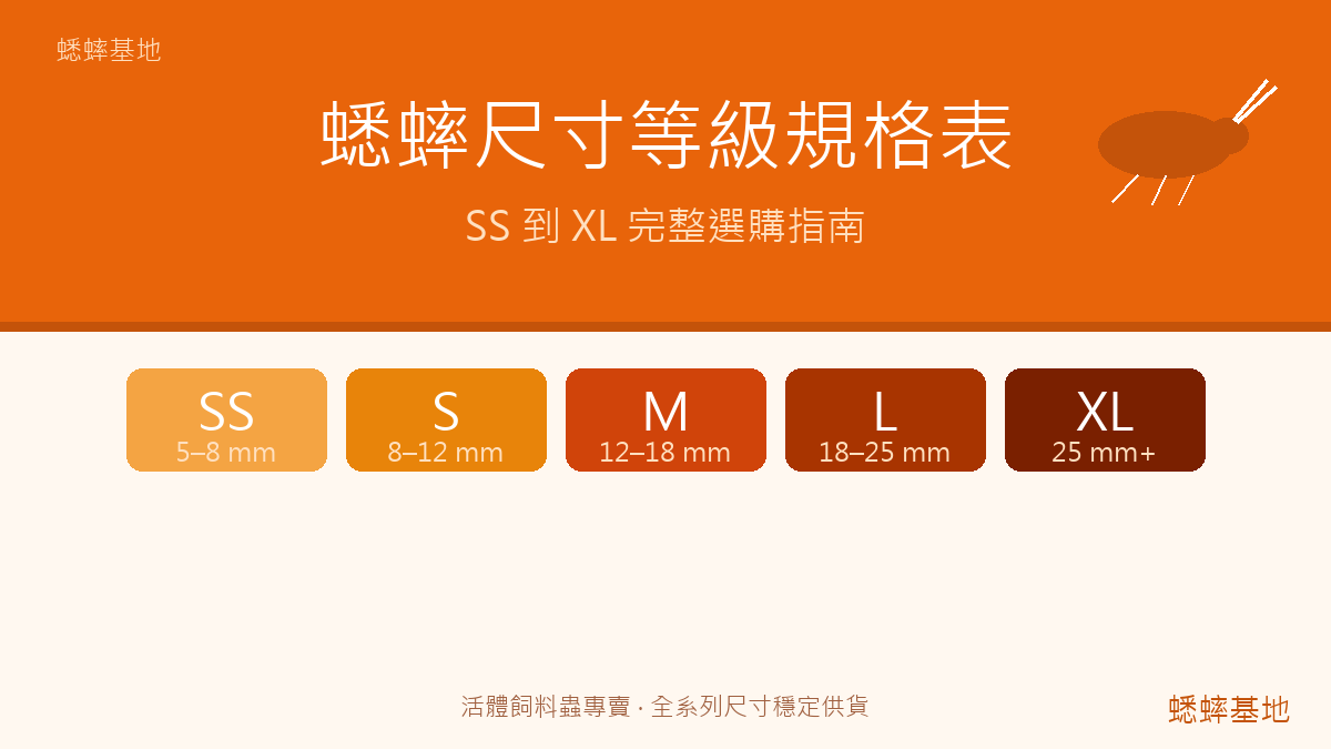 蟋蟀尺寸等級完整規格表：SS 到 XL 體長範圍與選購指南