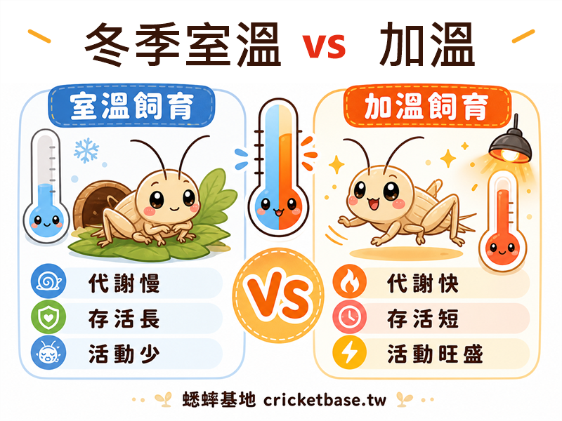 冬季室溫 vs 加溫：蟋蟀低溫環境飼育全面對比