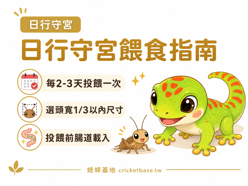 日行守宮的餵食指南：蟋蟀尺寸、頻率與腸道載入技巧