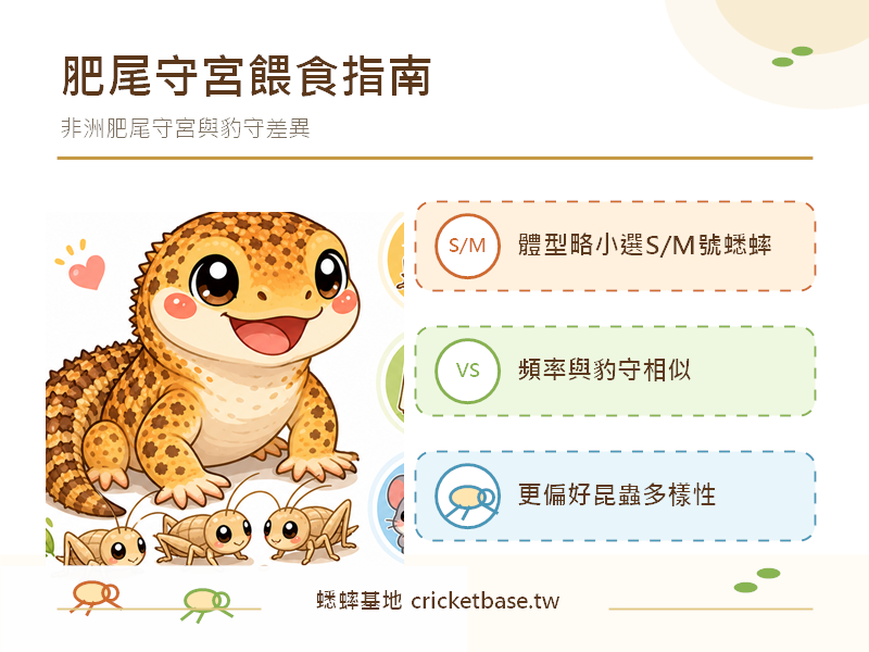 非洲肥尾守宮的餵食指南：蟋蟀尺寸、頻率與豹紋守宮的差異比較