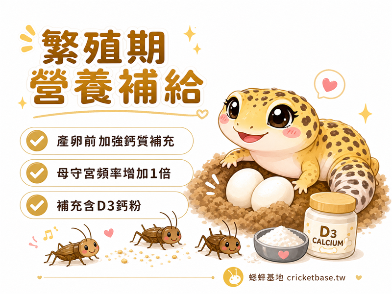 守宮繁殖期如何加強蟋蟀餵食？產卵前後的營養補給策略
