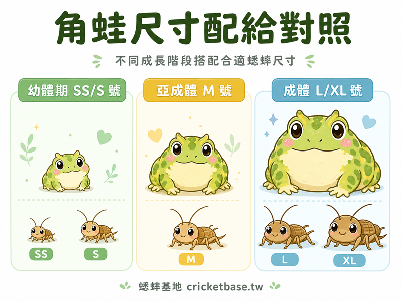 角蛙各成長階段蟋蟀尺寸配給完整對照