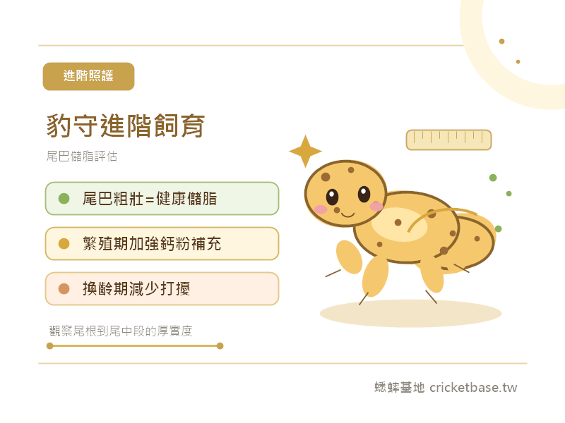 豹紋守宮進階飼育：從尾巴儲脂評估到繁殖期餵食優化