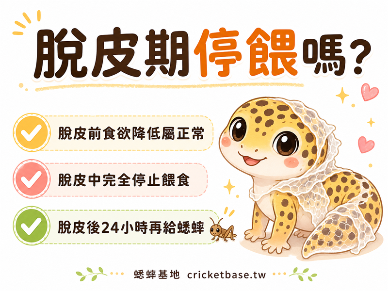豹紋守宮脫皮期間要停餵蟋蟀嗎？