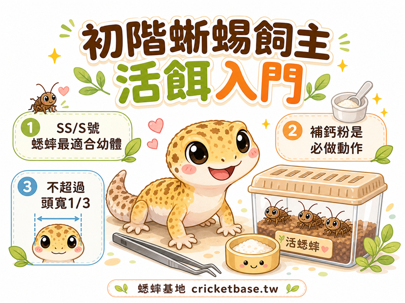 第一次養蜥蜴選什麼活餌？初階飼主的蟋蟀選購與投餵入門